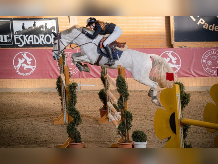 Cheval de sport allemand Étalon 16 Ans 165 cm Gris in Borstel