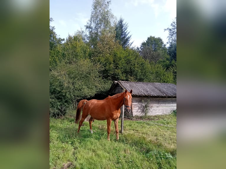 Cheval de sport allemand Étalon 19 Ans Alezan in Marxell Schielberg