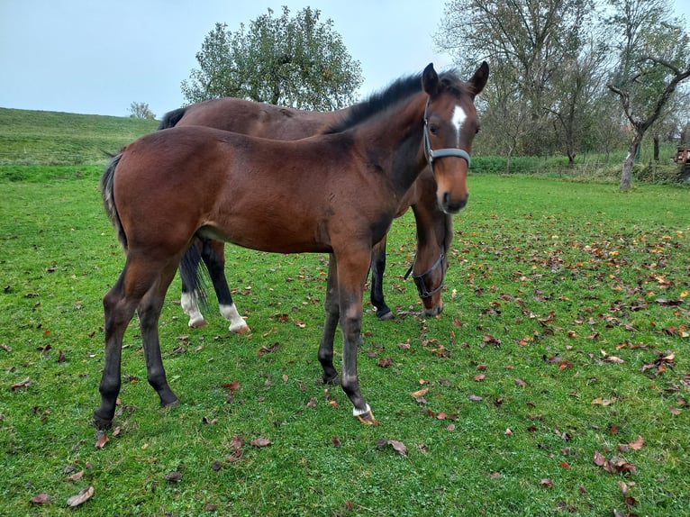 Cheval de sport allemand Étalon 1 Année 140 cm Bai in Kemberg