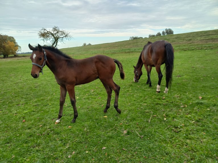 Cheval de sport allemand Étalon 1 Année 140 cm Bai in Kemberg