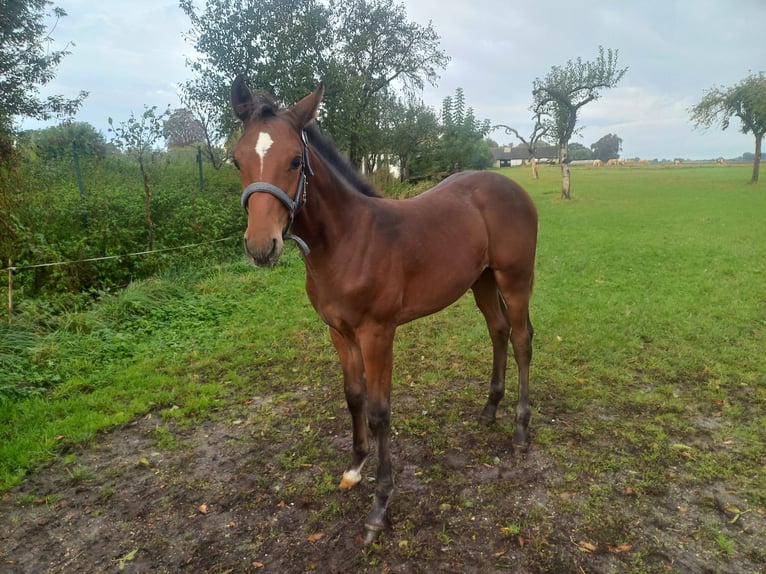 Cheval de sport allemand Étalon 1 Année 140 cm Bai in Kemberg