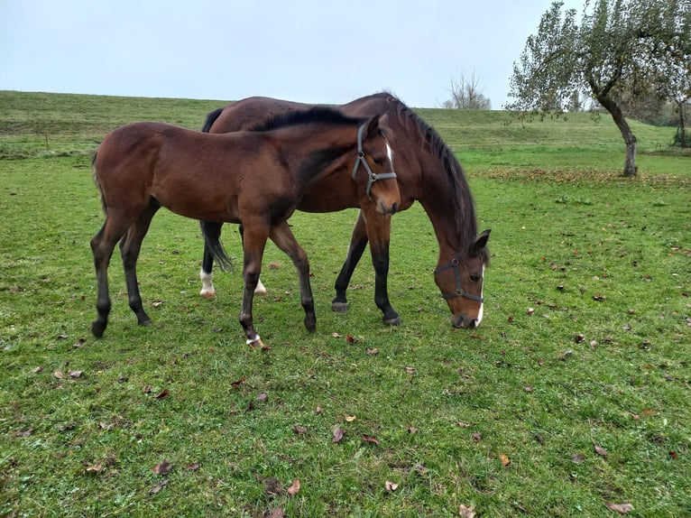 Cheval de sport allemand Étalon 1 Année 140 cm Bai in Kemberg