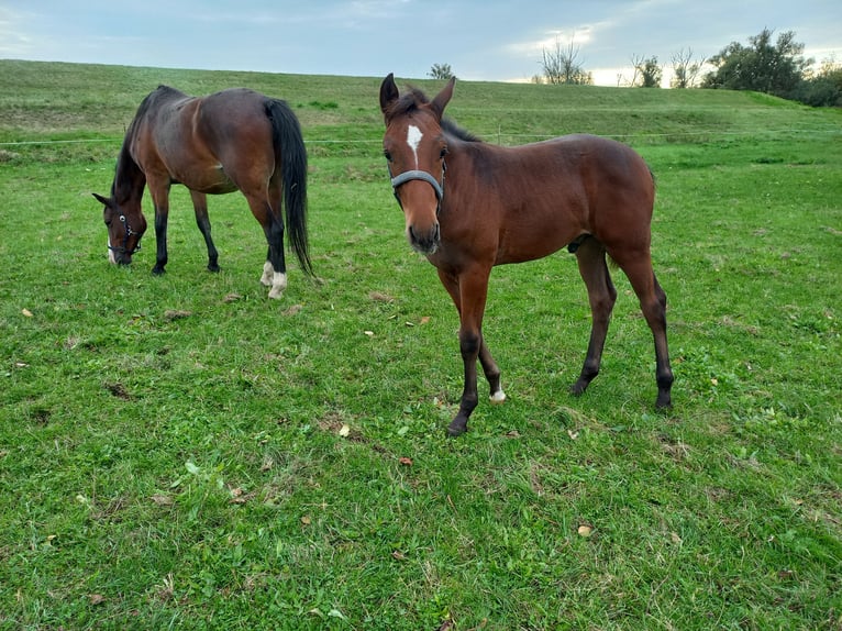 Cheval de sport allemand Étalon 1 Année 140 cm Bai in Kemberg