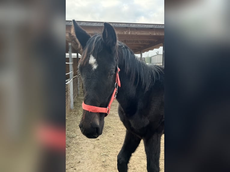 Cheval de sport allemand Étalon 1 Année 140 cm Noir in Zeulenroda
