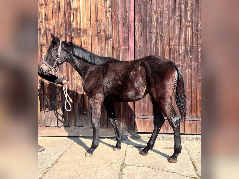 Cheval de sport allemand Étalon 1 Année 140 cm Noir in Zeulenroda