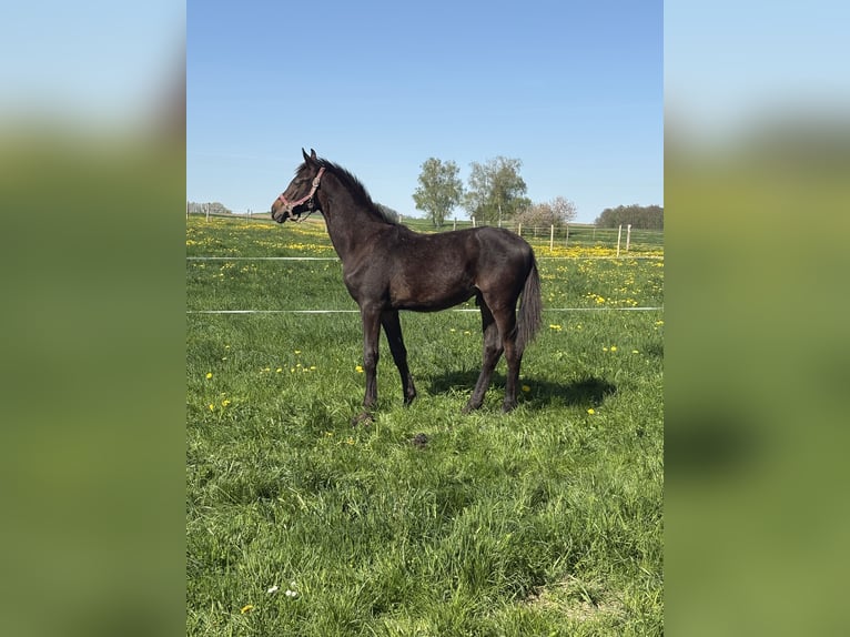 Cheval de sport allemand Étalon 1 Année 154 cm Bai brun in ZittauOberseifersdorf