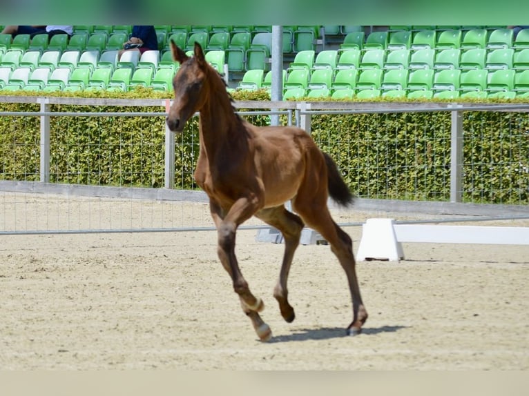 Cheval de sport allemand Étalon 1 Année 154 cm Bai brun in ZittauOberseifersdorf
