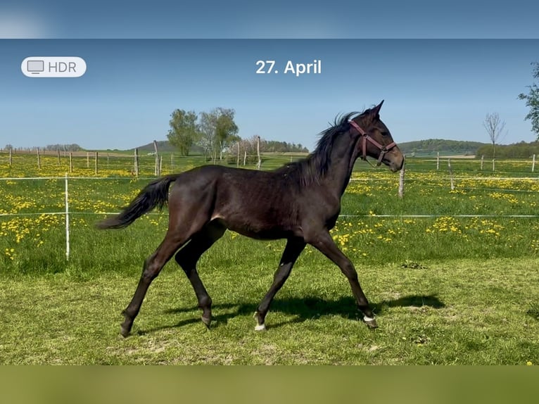 Cheval de sport allemand Étalon 1 Année 154 cm Bai brun in ZittauOberseifersdorf
