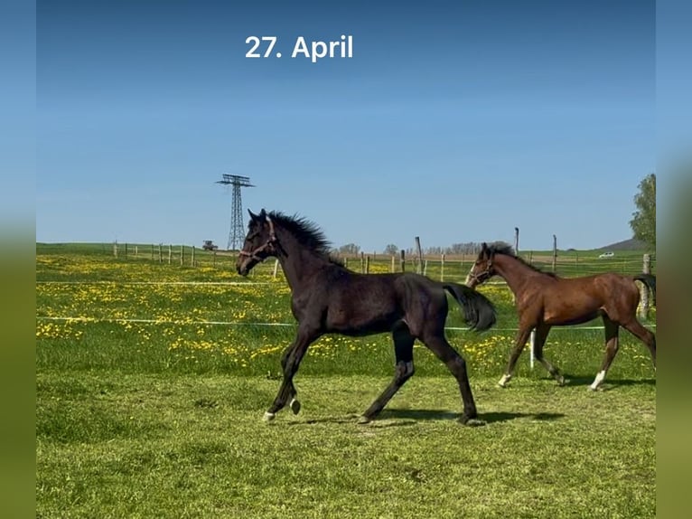 Cheval de sport allemand Étalon 1 Année 154 cm Bai brun in ZittauOberseifersdorf