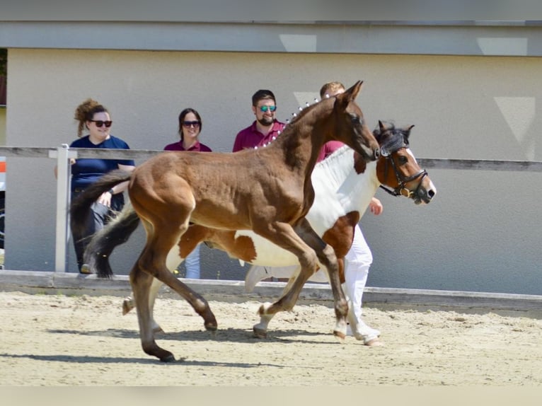 Cheval de sport allemand Étalon 1 Année 154 cm Bai brun in ZittauOberseifersdorf