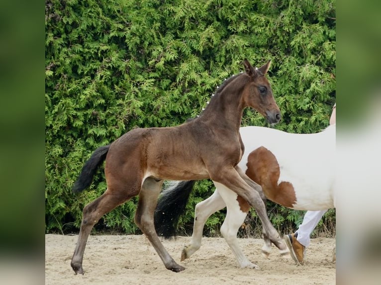 Cheval de sport allemand Étalon 1 Année 154 cm Bai brun in ZittauOberseifersdorf