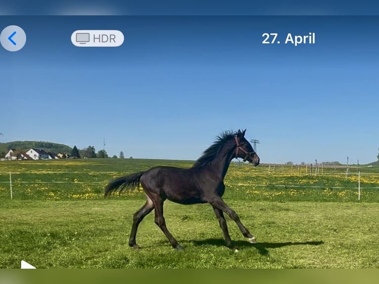 Cheval de sport allemand Étalon 1 Année 154 cm Bai brun in ZittauOberseifersdorf