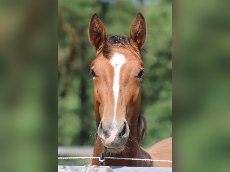 Cheval de sport allemand Étalon 1 Année 155 cm Bai in Tremsdorf