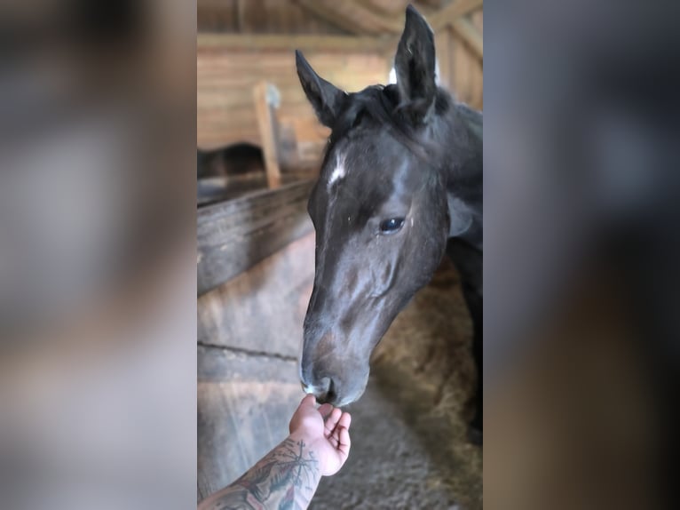 Cheval de sport allemand Étalon 1 Année 156 cm Peut devenir gris in Ingolstadt