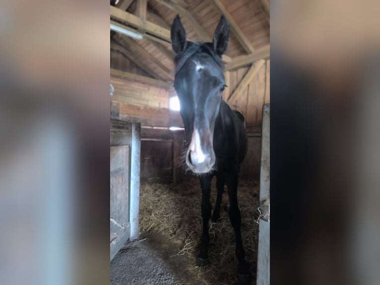 Cheval de sport allemand Étalon 1 Année 156 cm Peut devenir gris in Ingolstadt