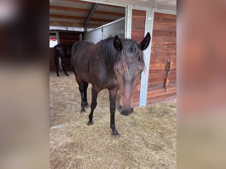 Cheval de sport allemand Étalon 1 Année 156 cm Peut devenir gris in Spremberg