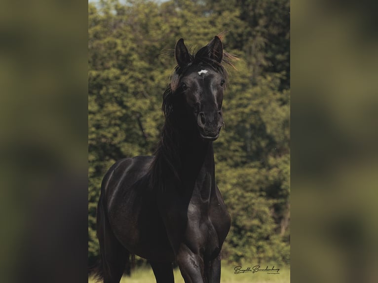 Cheval de sport allemand Étalon 1 Année 157 cm Bai brun foncé in Brodenbach