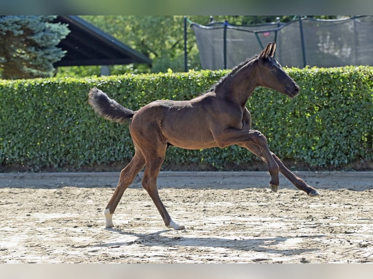 Cheval de sport allemand Étalon 1 Année 157 cm Bai brun foncé in Brodenbach