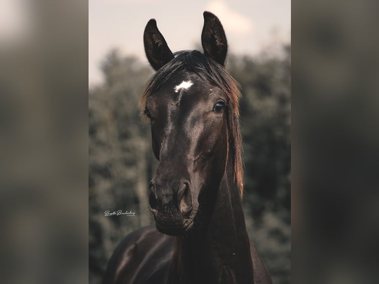 Cheval de sport allemand Étalon 1 Année 157 cm Bai brun foncé in Brodenbach