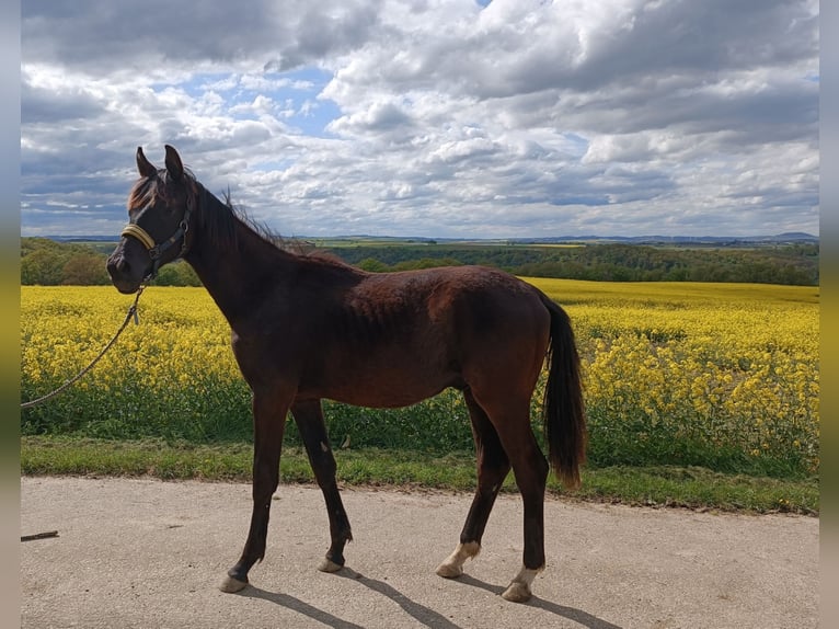 Cheval de sport allemand Étalon 1 Année 157 cm Bai brun foncé in Brodenbach