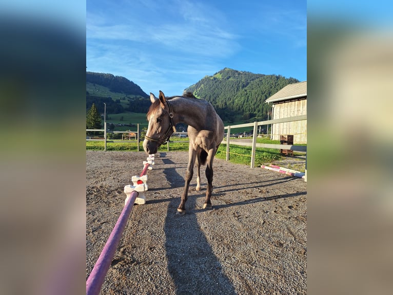 Cheval de sport allemand Étalon 1 Année 161 cm Gris noir in Au