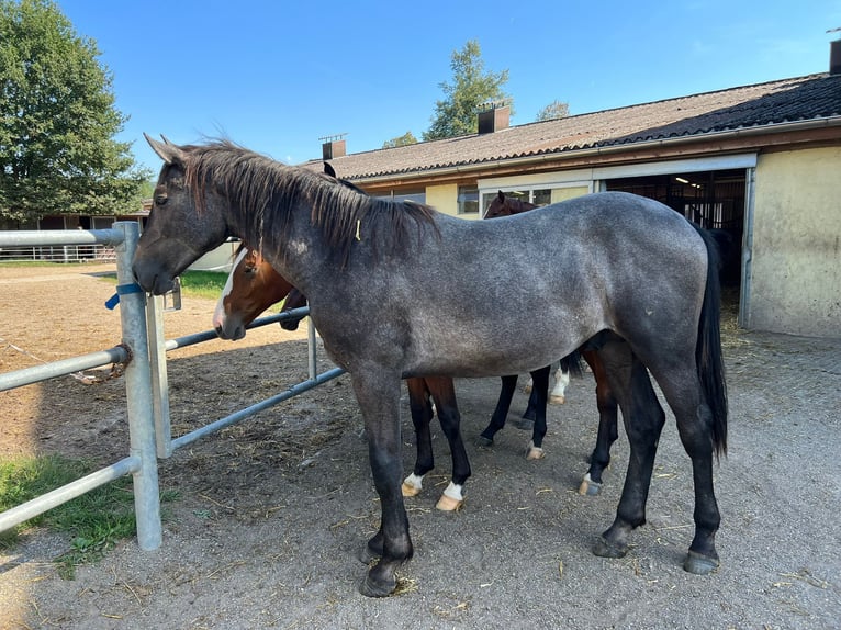 Cheval de sport allemand Étalon 1 Année 161 cm Gris noir in Au