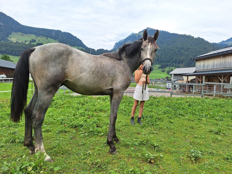 Cheval de sport allemand Étalon 1 Année 161 cm Gris noir in Au