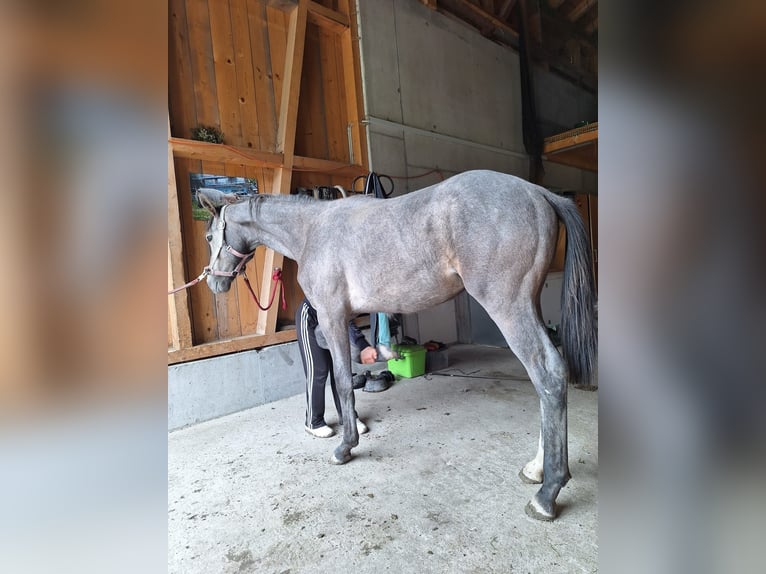 Cheval de sport allemand Étalon 1 Année 161 cm Gris noir in Au