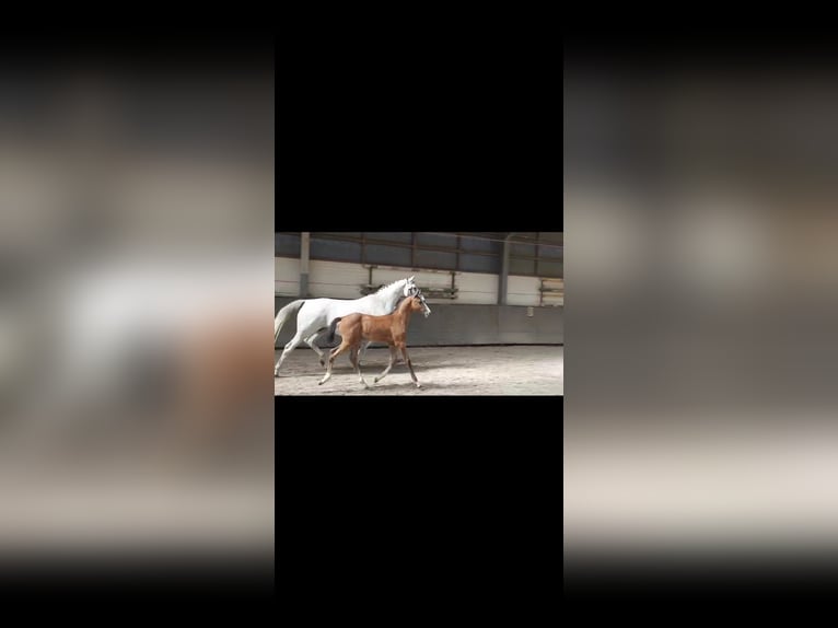 Cheval de sport allemand Étalon 1 Année 165 cm Gris in Otterberg