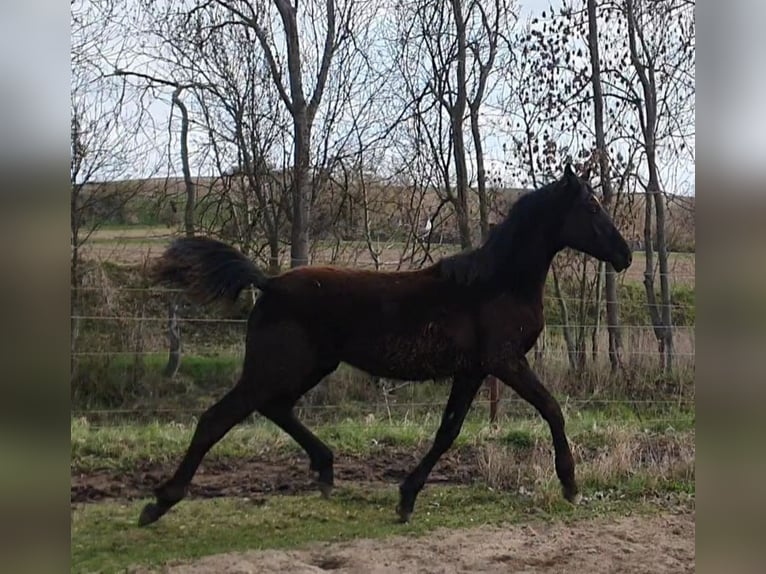 Cheval de sport allemand Étalon 1 Année 165 cm Noir in Petersberg