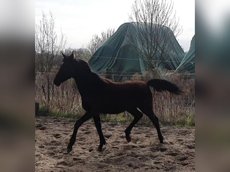 Cheval de sport allemand Étalon 1 Année 165 cm Noir in Petersberg