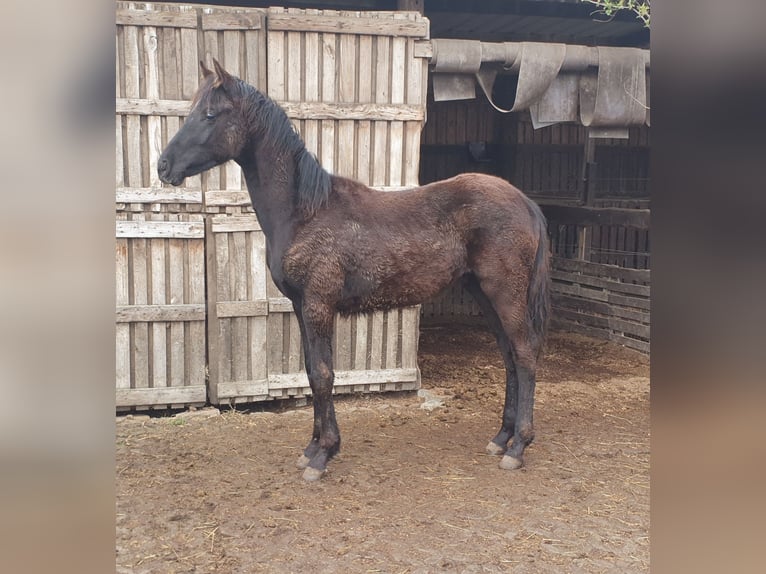 Cheval de sport allemand Étalon 1 Année 165 cm Noir in Petersberg