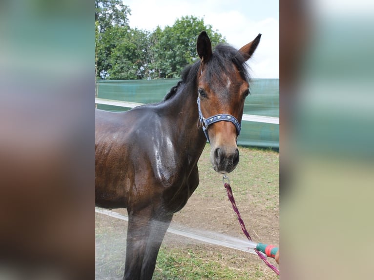 Cheval de sport allemand Étalon 1 Année 167 cm Bai brun in Naila