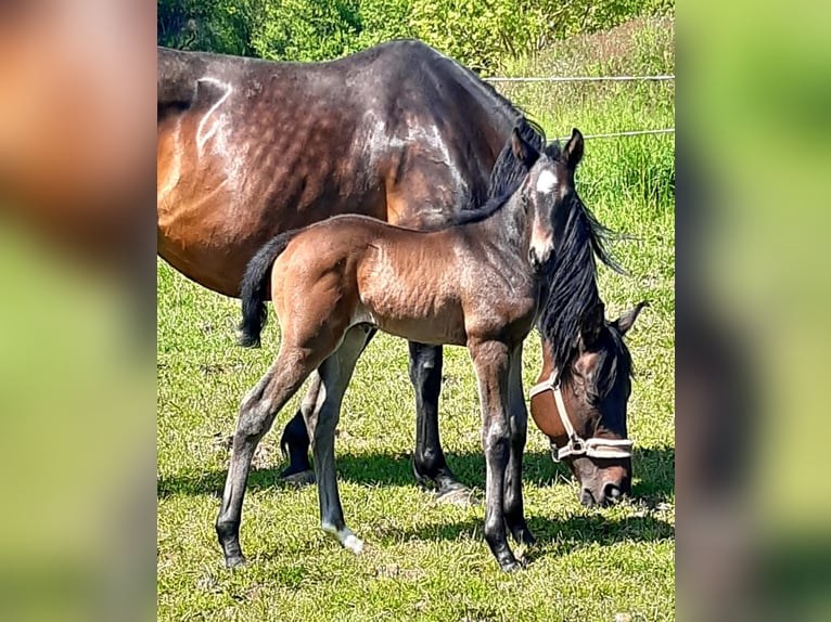 Cheval de sport allemand Étalon 1 Année 168 cm Bai brun in Kurtscheid