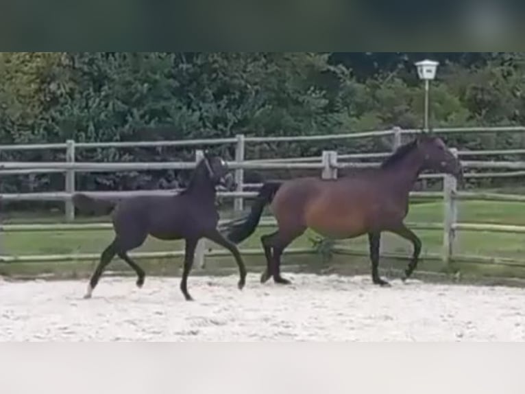 Cheval de sport allemand Étalon 1 Année 168 cm Bai brun in Kurtscheid