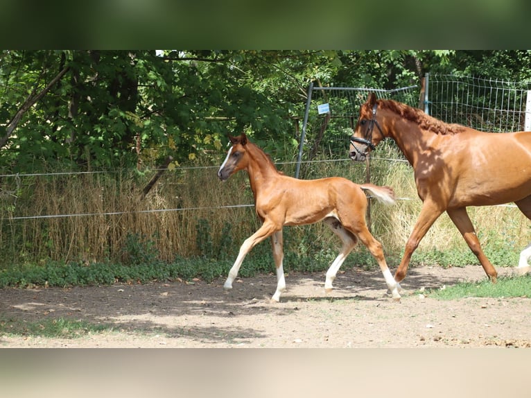Cheval de sport allemand Étalon 1 Année 170 cm Alezan brûlé in Sülzenbrücken