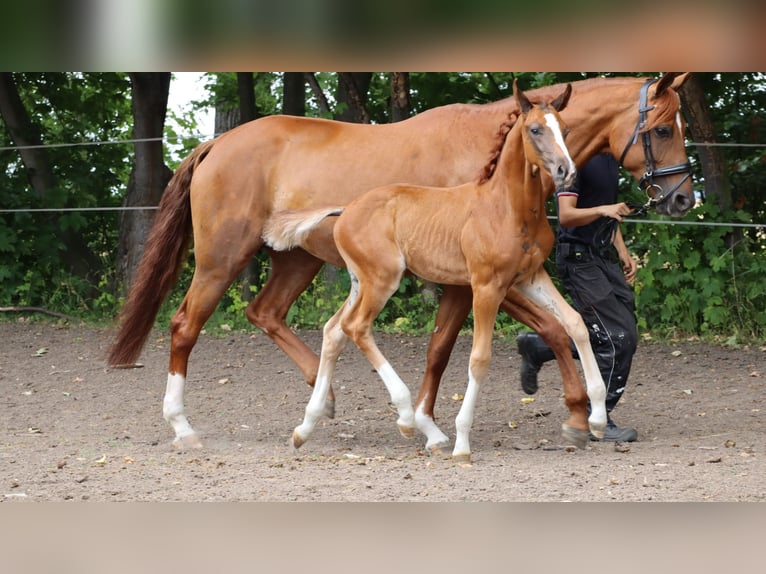 Cheval de sport allemand Étalon 1 Année 170 cm Alezan brûlé in Sülzenbrücken