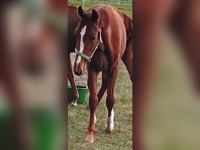 Cheval de sport allemand Étalon 1 Année 170 cm Alezan in Milower Land