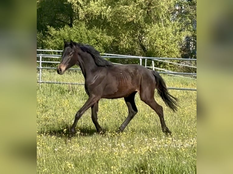 Cheval de sport allemand Étalon 1 Année 170 cm Bai brun foncé in Eckersdorf