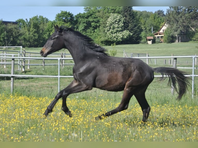 Cheval de sport allemand Étalon 1 Année 170 cm Bai brun foncé in Eckersdorf