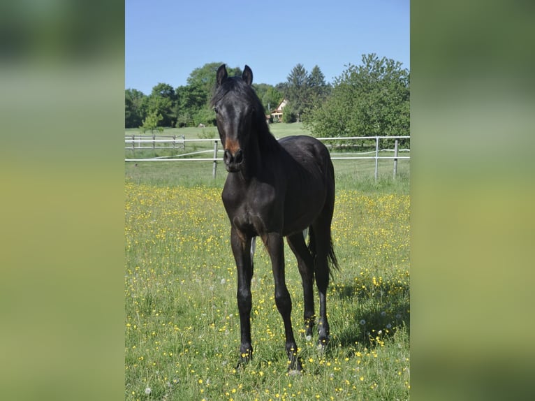 Cheval de sport allemand Étalon 1 Année 170 cm Bai brun foncé in Eckersdorf