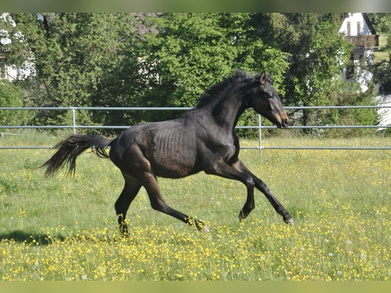 Cheval de sport allemand Étalon 1 Année 170 cm Bai brun foncé in Eckersdorf