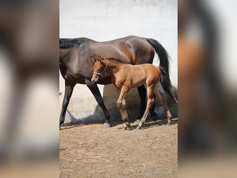 Cheval de sport allemand Étalon 1 Année 170 cm Bai in Leest