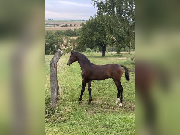 Cheval de sport allemand Étalon 1 Année 170 cm Bai in Dornburg-Camburg