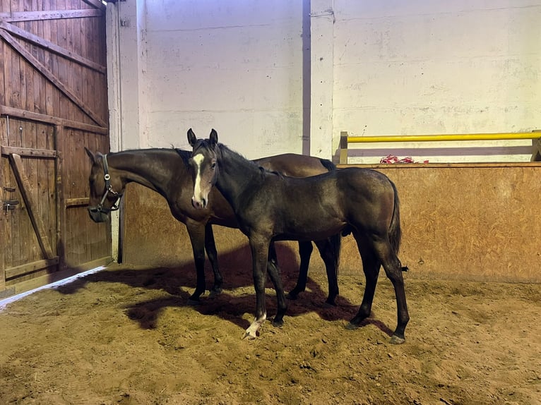 Cheval de sport allemand Étalon 1 Année 170 cm Bai in Eppendorf