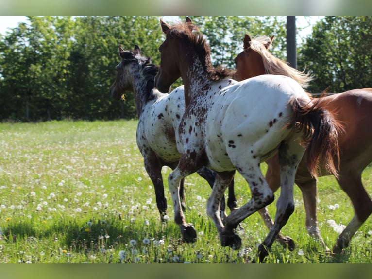 Cheval de sport allemand Étalon 1 Année 170 cm Léopard in Hungenroth