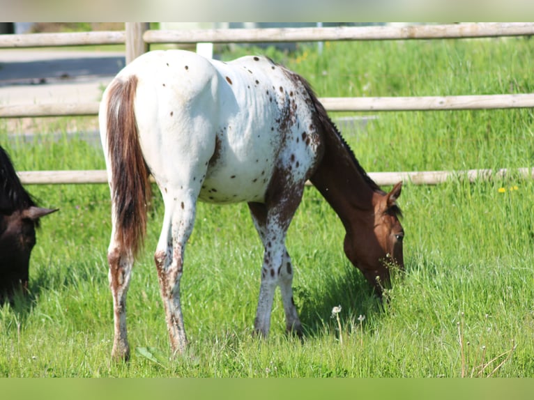 Cheval de sport allemand Étalon 1 Année 170 cm Léopard in Hungenroth