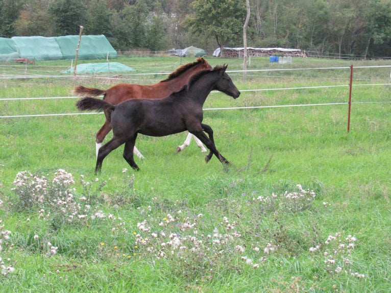 Cheval de sport allemand Étalon 1 Année 170 cm Noir in Querfurt