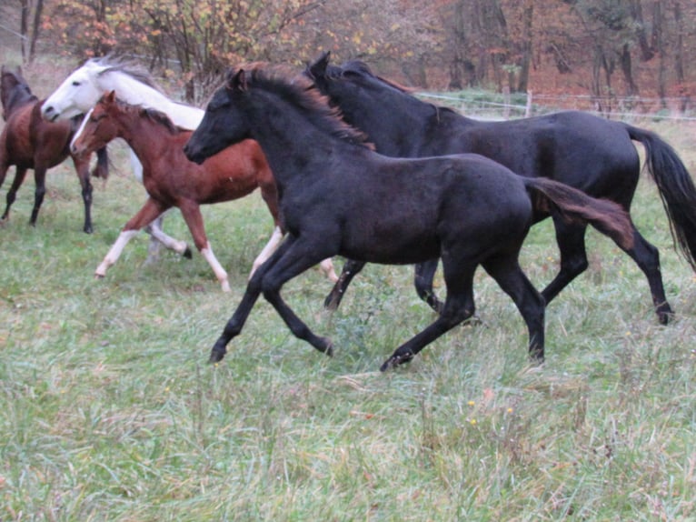 Cheval de sport allemand Étalon 1 Année 170 cm Noir in Querfurt