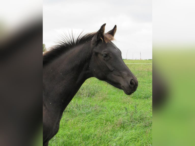 Cheval de sport allemand Étalon 1 Année 170 cm Noir in Querfurt